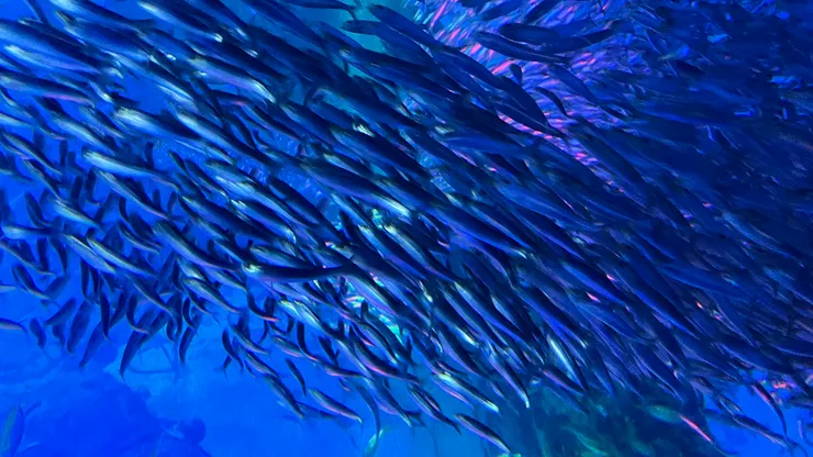 來此感受海洋生物的魅力。
