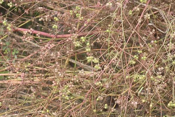 冬天是芫荽結籽的季節