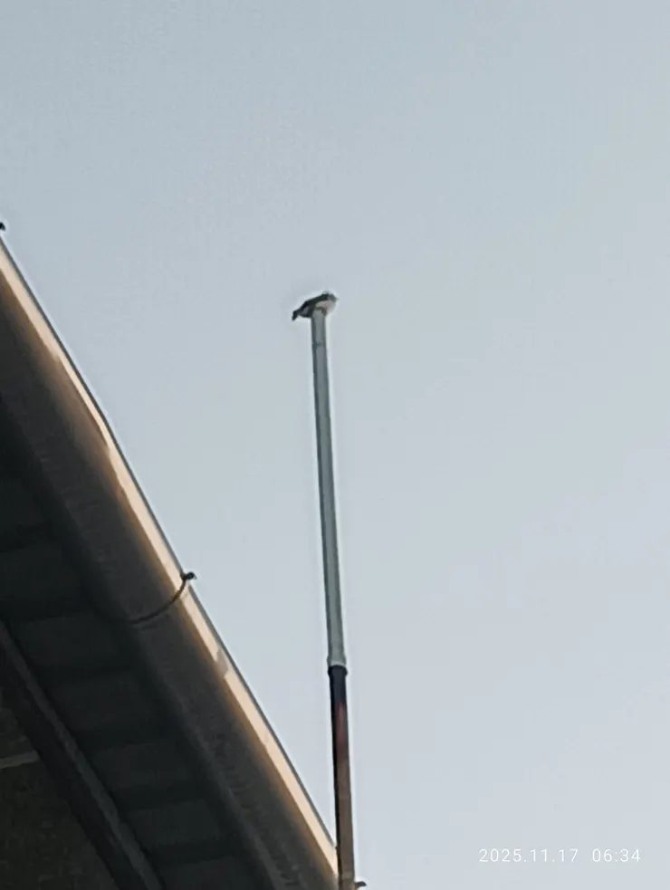 白頭老翁亂語啼，自家陽台上