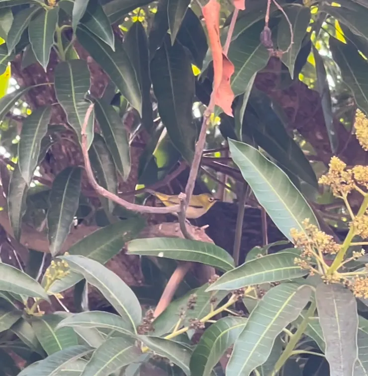 小鳥喜歡在芒果樹上跳上跳下