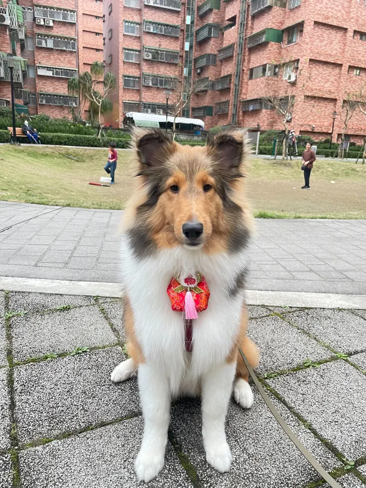 Ewan 祝大家金蛇年平安順利~