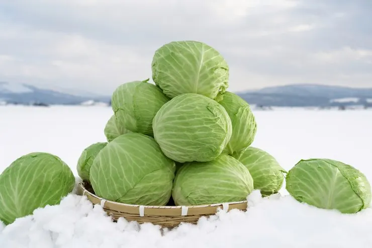 越冬高麗菜/照片來源:網頁資訊