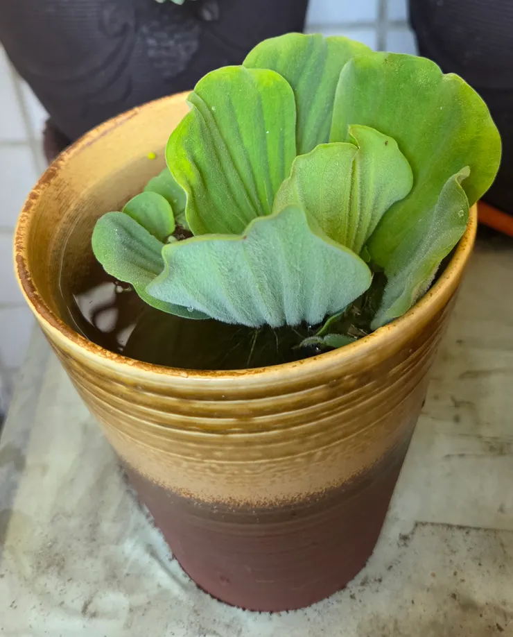 大薸(李建崑攝影)