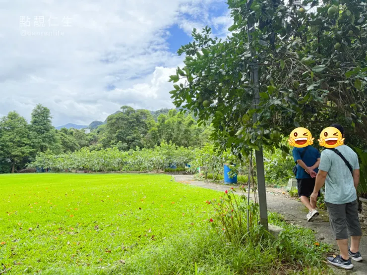 後面一小片空地種芭樂|三峽春谷餐廳