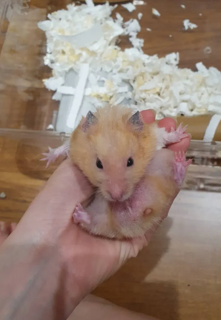 人類大膽!!做甚麼!!