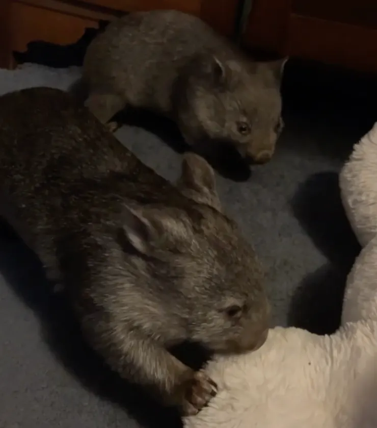 七個月與八個月大的袋熊 Costa & Marteen，正是調皮的年紀