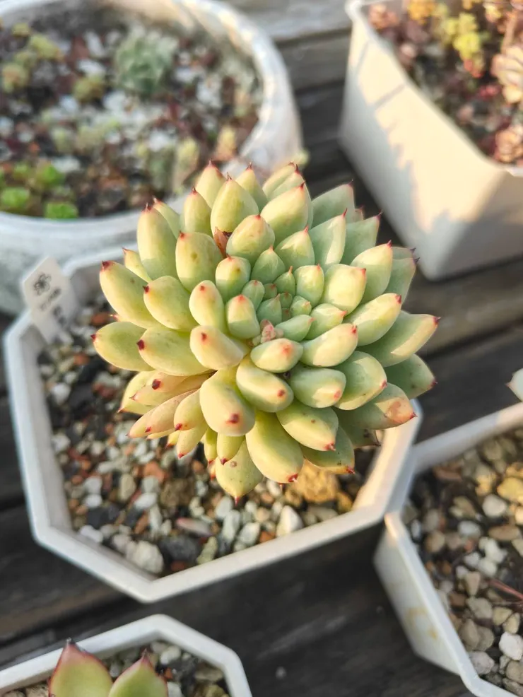 雖然它不是葉子會紅的品種，但我是真心喜歡它