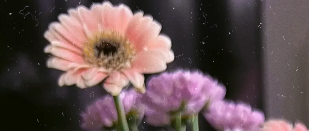 Lavie 的奇蹟實驗室