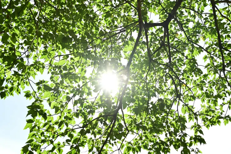 「立夏」是二十四節氣中第七個節氣,通常落在每年國曆的 5 月 5 日或 6 日,象徵著夏季的開始。此時太陽到達黃經45度,溫度明顯升高,萬物生長茂盛。