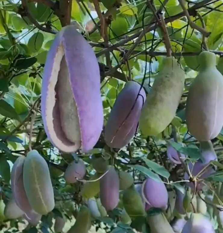 八月瓜(Fiveleaf Akebia)