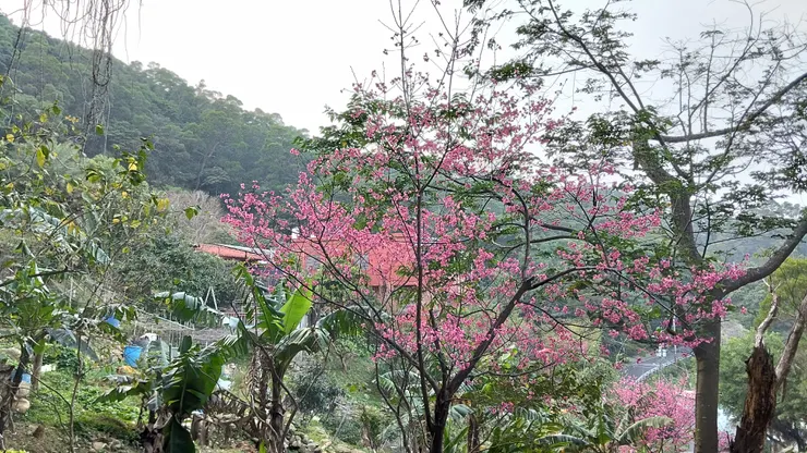 櫻花照