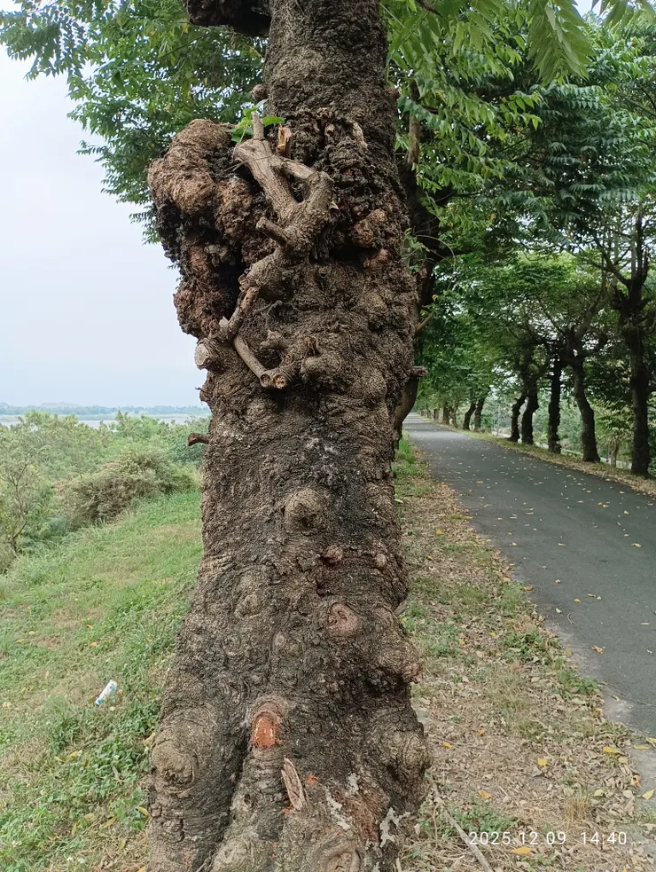 山黃麻，先遣樹種無經濟價值，為此“無用之用”其樹幹樹瘤成景