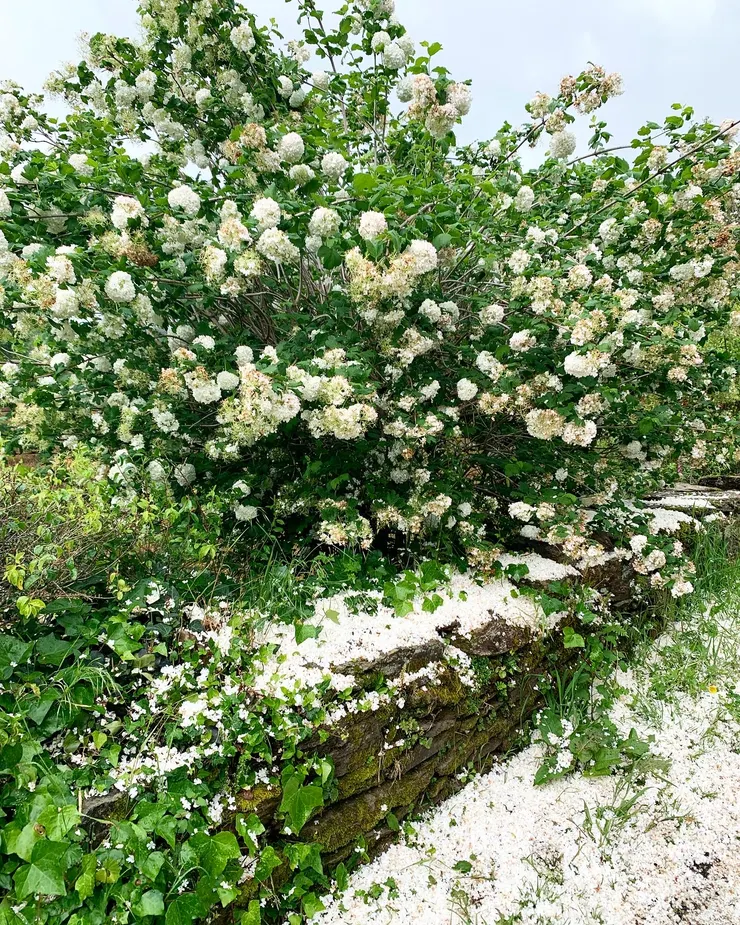 圖二：繡球花滿地殘雪