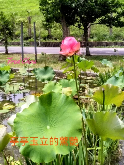 生活是詩，是畫， 從接近大自然開始，每天創意新詩句，新色彩。