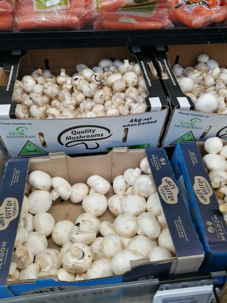 我們採的蘑菇長得像這樣