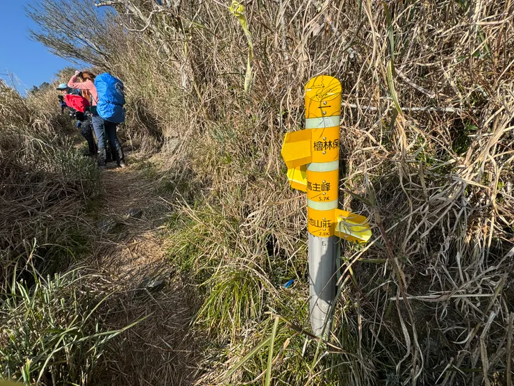 芒草與劍竹林比人還高。