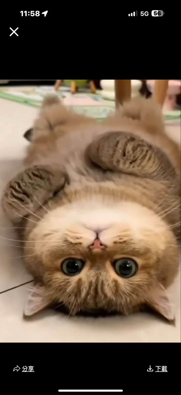 2025/09/27 看到可愛的圖片