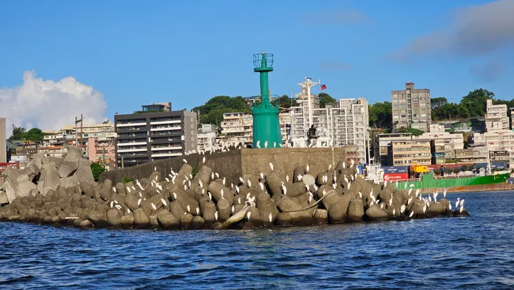 船長說這不是白鷺鷥喔!船長說這是候鳥!