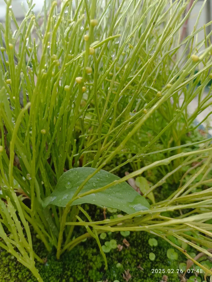 針蕨滴淚葉葉凝
