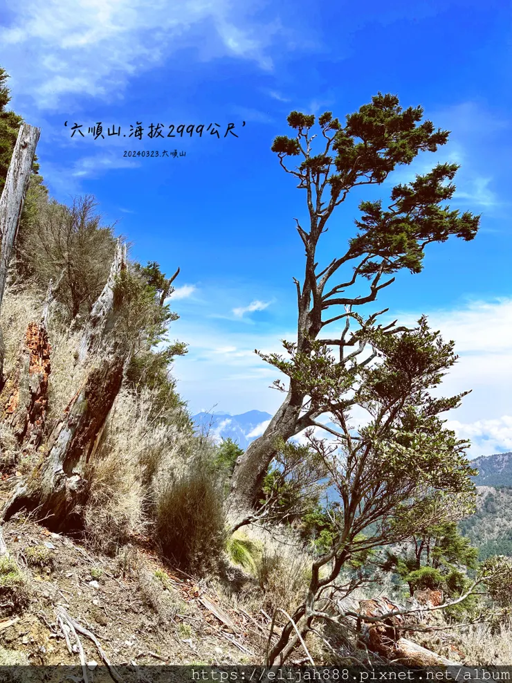 【丹大林道.六順山.七彩湖】六順山.海拔3009公尺/波波草