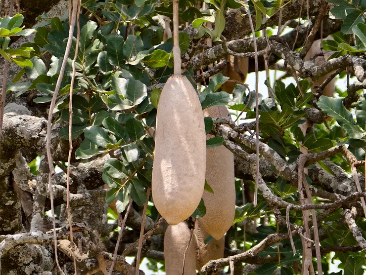 可以洗碗又可以買醉的神奇植物