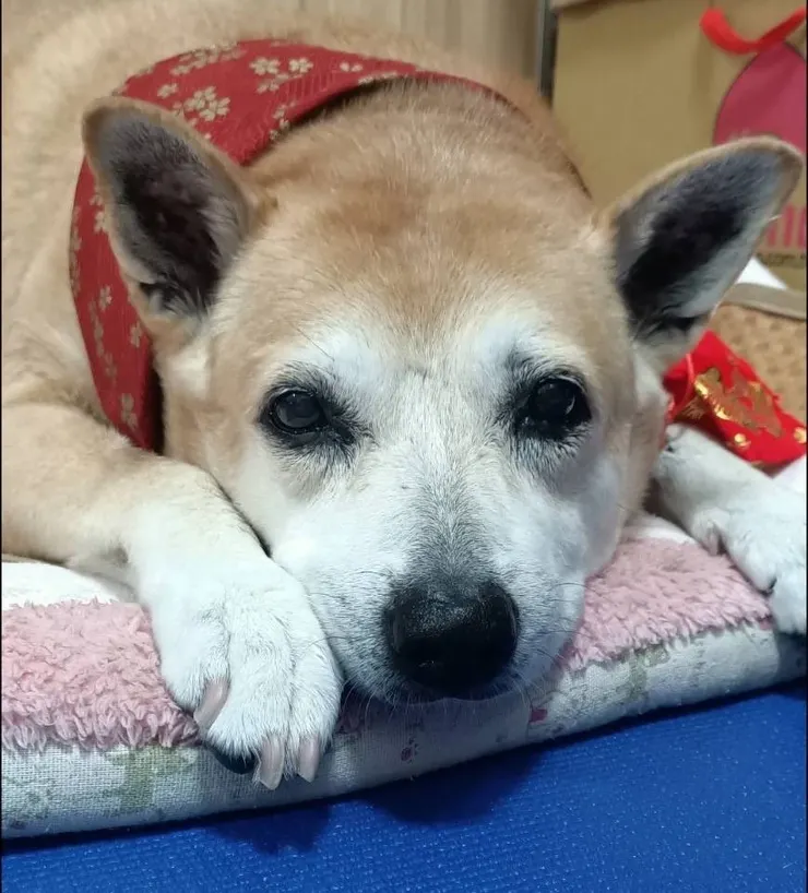 米克斯妹妹因為爸爸離世,不吃不喝,跟著去當了小天使,但在天堂相遇的祂們,卻不能相守在一起,妹妹堅持不投胎,要等爸爸再回到天堂來看祂(妹妹媽媽提供)