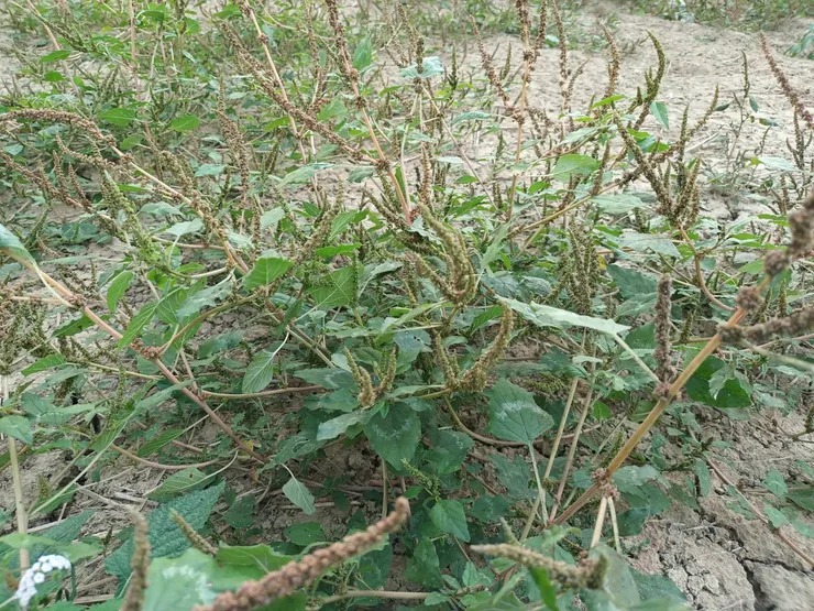 這是一種植株較矮的野莧,稱為鳥莧