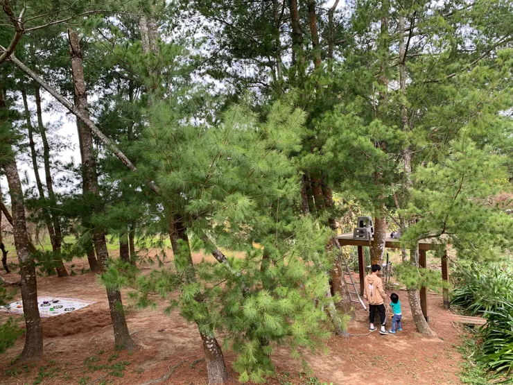 位於松樹區的滑索平台