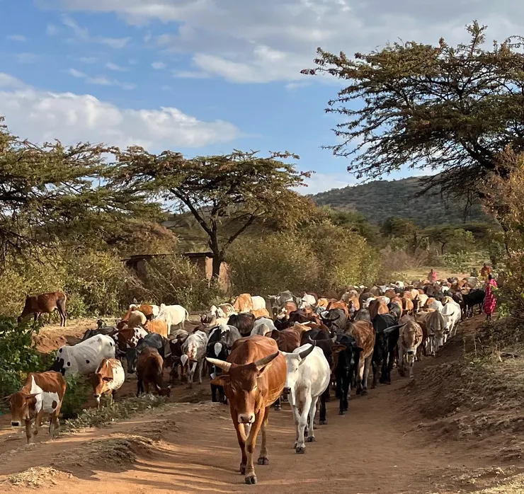 村民購買的牛羊在山頭放牧。來源：弘臻臉書