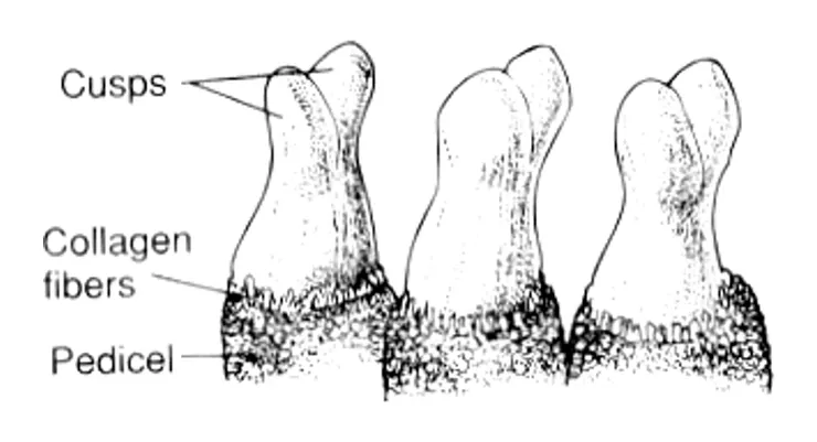 牙齒構造(Professor St. John's Instructional Materials , Sonoma State University)