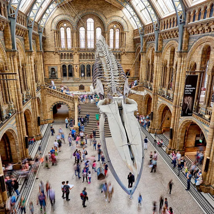 圖片來源：Natural History Museum in London&nbsp;