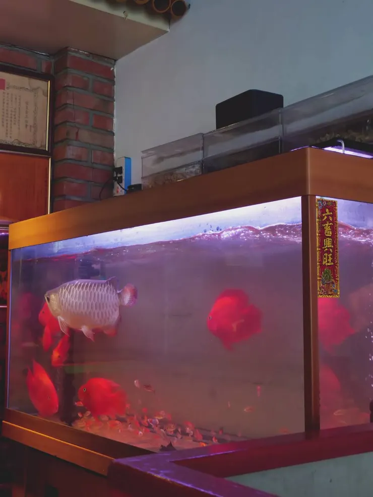 餐廳內還有魚可以觀賞
