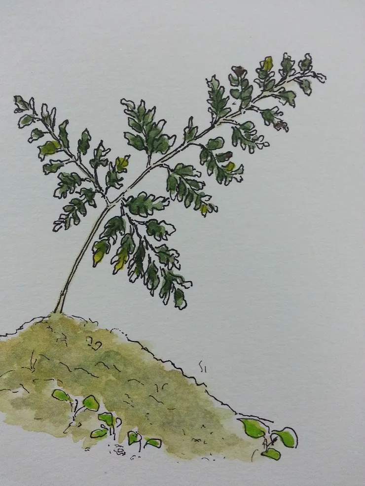 田野間的一株小草模樣