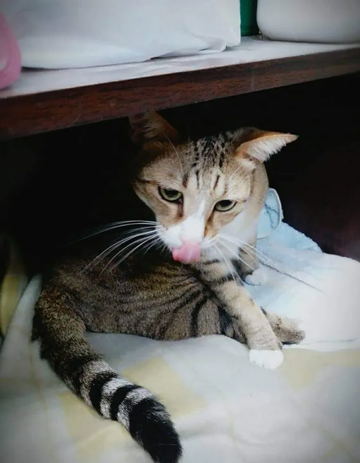 小不點浪浪(⁠.⁠&nbsp;⁠❛⁠&nbsp;⁠ᴗ⁠&nbsp;⁠❛⁠.⁠)