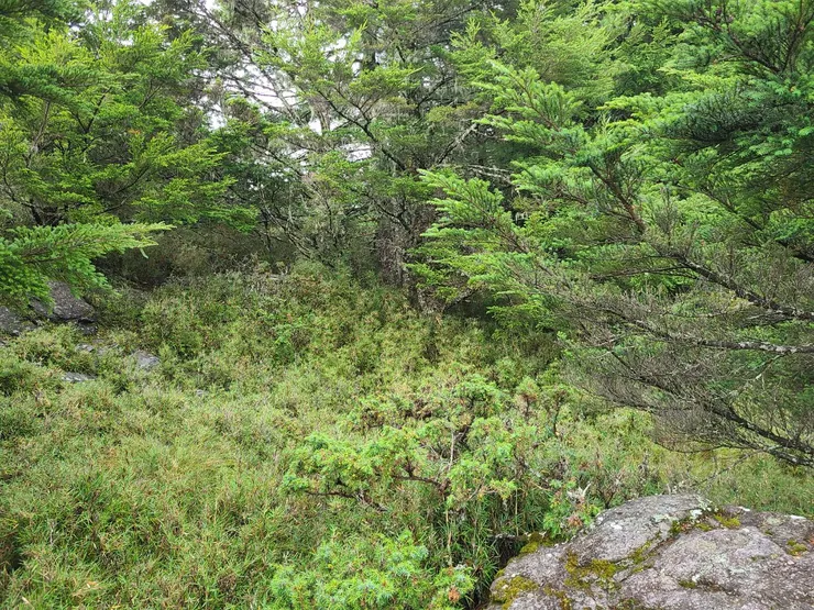 再入樹林，但看情況繞過植被