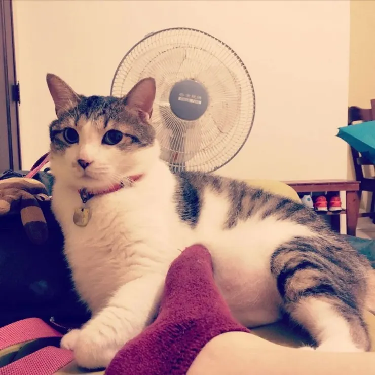 白底虎斑主人提供