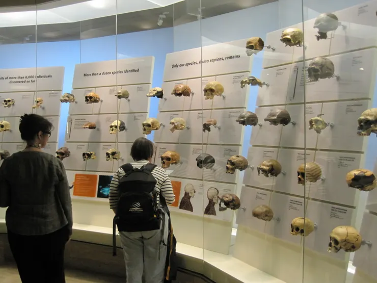 圖片取自Smithsonian