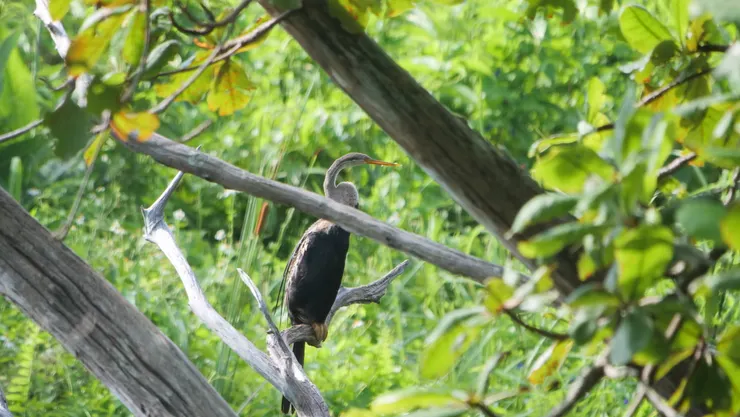 離遠也看到黃色大脚