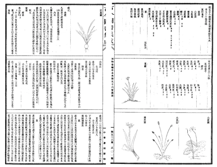 《古今圖書集成》草木典第五十六卷蔥部匯考