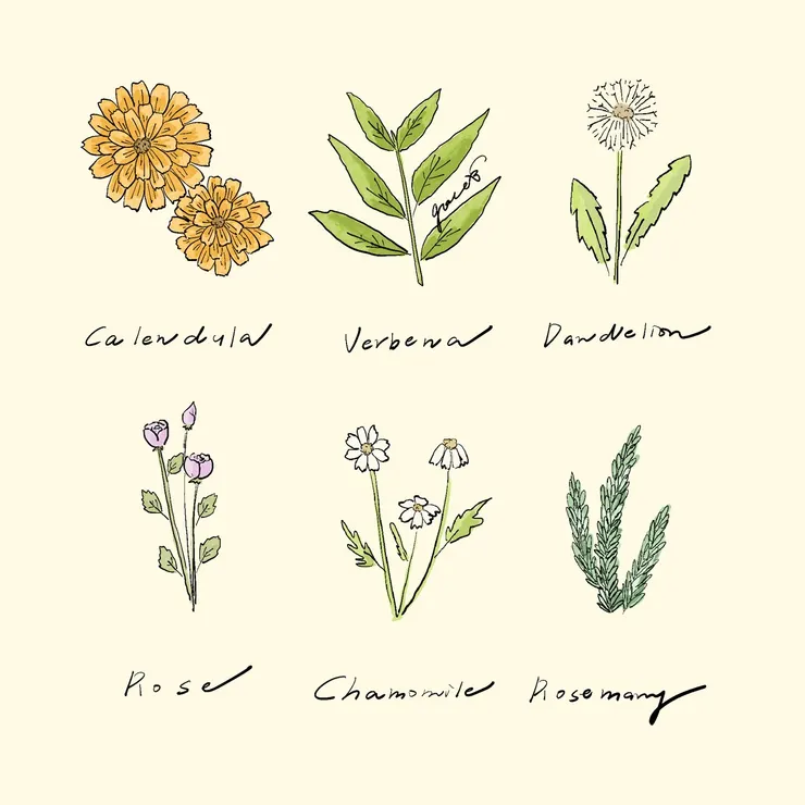 也曾經買過香草來種！