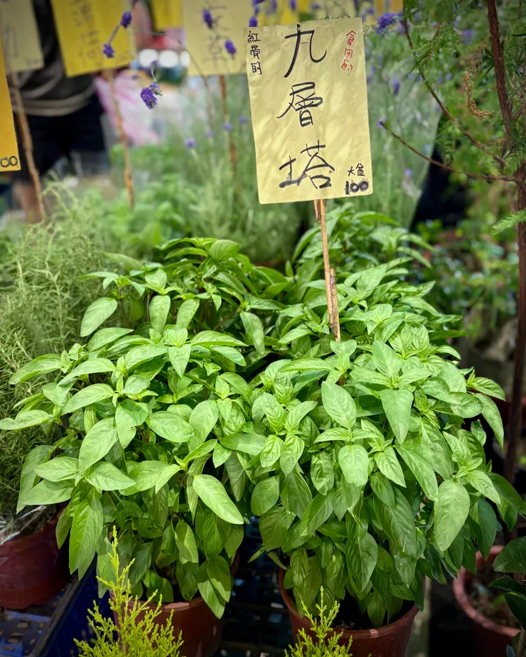 紅骨的九層塔才能吃喔！