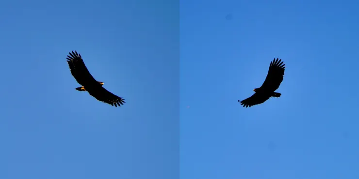 【成雙大冠鷲東呼西應翱翔在高空】