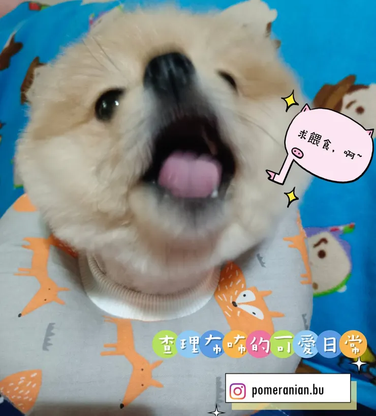 查理布咘的可愛日常