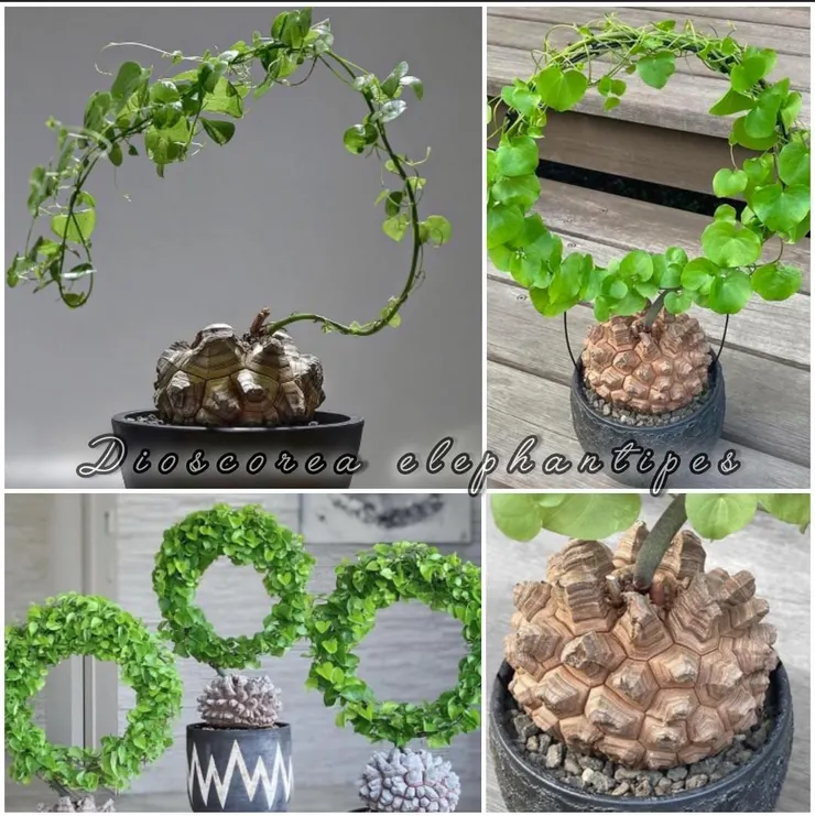 龜甲龍Dioscorea elephantipes