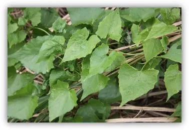 愛心葉的小花蔓澤蘭