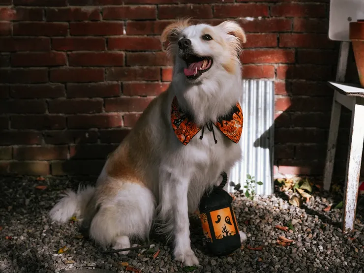 尾巴丘手作萬聖節領巾系列，包含經典俏皮的南瓜菱格紋、華麗優雅的網紗蝴蝶結，以及會在夜間發光的披風款。（資料來源：尾巴丘毛孩選物）