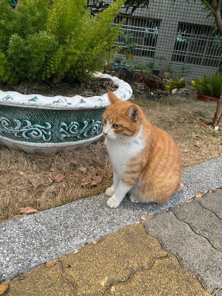 又是一張很專注的樣子😸