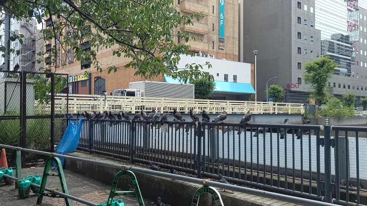 人行道旁的鴿子們太融入背景，被嚇一大跳