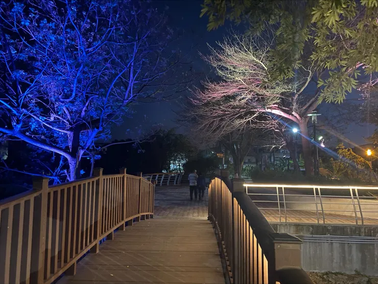 月津港親水公園的樹。