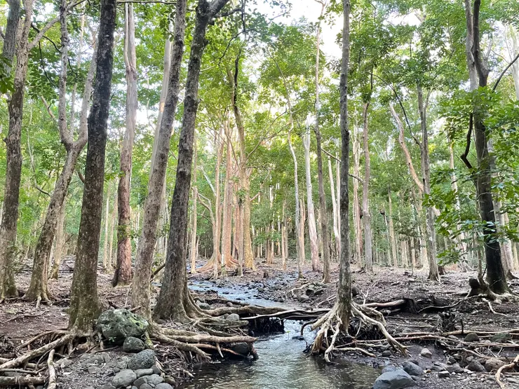模里西斯黑河谷國家公園健行
